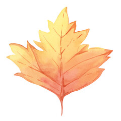 Autumn leaf in orange color. Bright and festive Fall design element. Watercolor clipart for print, cards, Thanksgiving, seasonal celebrations, floral greeting arrangements, farmers market, stickers