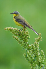 Pliszka żółta, wolarka, Motacilla flava © Pit75Wawa