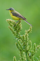 Pliszka żółta, wolarka, Motacilla flava