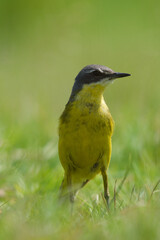 Pliszka żółta, wolarka, Motacilla flava