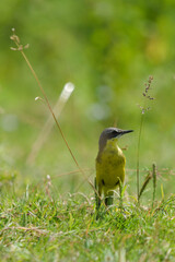 Pliszka żółta, wolarka, Motacilla flava © Pit75Wawa