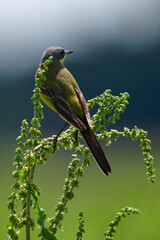 Pliszka żółta, wolarka, Motacilla flava