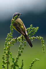Pliszka żółta, wolarka, Motacilla flava