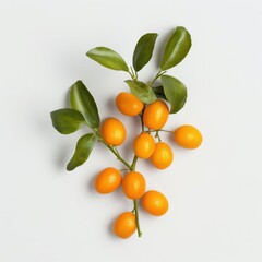 A small kumquat branch with glossy fruits, set against a clean white background
