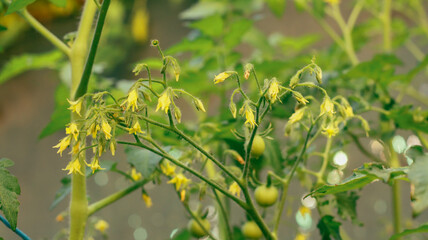 tomato bush in flowering stage in the garden close-up