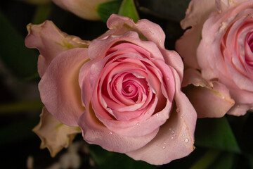 pink rose on a green background