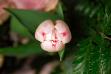 closed tulip flower bud  macro