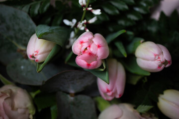 tulip flowers boquet head macro
