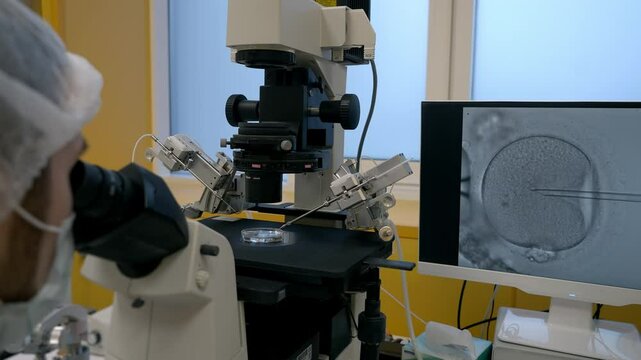 Embryologist performs an artificial fertilization of human egg at the laboratory. Laboratory embryologist fertilizing the egg with the probe. Laboratory fertilization conducted by an embryologist. IVF