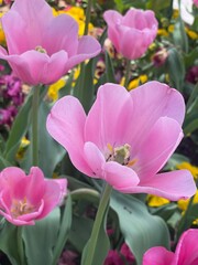 pink and yellow tulips
