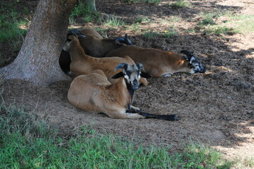 kozy pod drzewem © Katarzyna