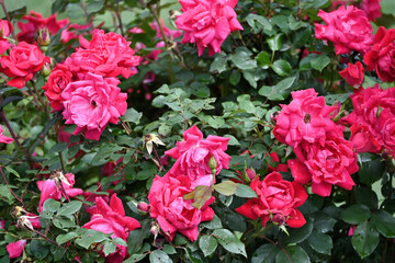 Pink Rose Bush
