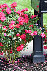 Rose Bush by Mailbox