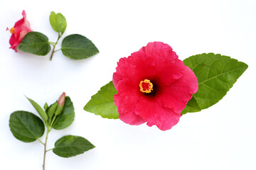 Hibiscus flower with green leaves