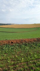 Paisagem de agricultura, com terra vermelha, relva verde, plantação seca de milho ao fundo, e céu com nuvens brancas.
