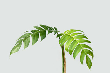 Epipremnum pinnatum monstera plant leaves