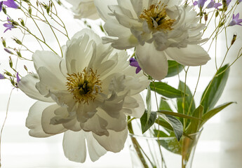 A close-up image of a bouquet of white peonies and purple bells in a clear glass vase, positioned...