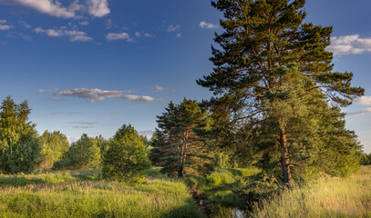 A scenic view of a peaceful stream meandering through a lush, green woodland. Sunlight filters through the trees, creating a dappled effect on the grassy banks.
