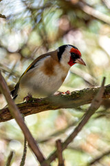European Goldfinch (Carduelis carduelis) - Commonly Found in Europe, North Africa, and Western Asia