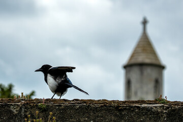 Magpie (Pica pica) - Commonly Found in Europe, Asia, and North Africa