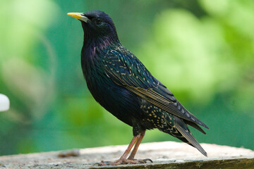 Szpak zwyczajny, szpak, Sturnus vulgaris