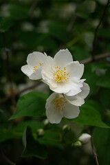 Obraz premium Pustoryl unscented - white flower with yellow pistils. 