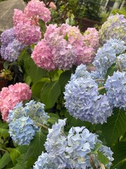 pink hydrangea flowers