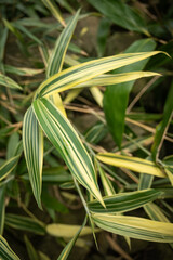 Obraz premium Striped bamboo leaves outdoors in the garden.