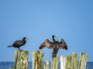 bird on a fence