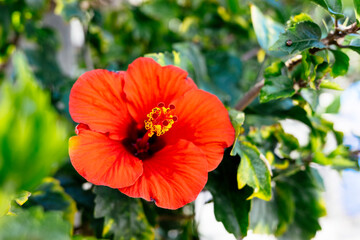 Fototapeta premium 街中のハイビスカス