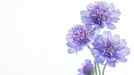 Obraz premium Field Scabious Flower isolated on white background. Knautia arvensis. Beautiful blooming bouquet