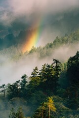 Rainbow over forest