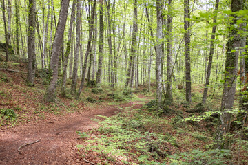 Fototapeta premium Beautiful beech tree forest landscape in a green bloom on a rural gravel track