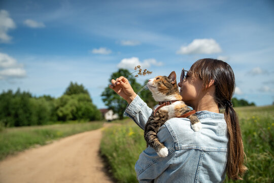 Domestic cat wearing leash, walking outside for the first time, sits on loving woman owner shoulder, playful kitty interested in spikelet of grass and new smells. Walking with pets on nature. 