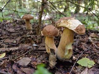 Several young boletus mushrooms in the forest on a summer day, close-up. Selective focus.