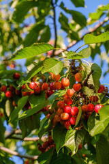 Bunches of blushing cherries on branches in the garden on a sunny summer day. Selective focus. High quality photo