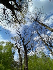 drzewa na tle nieba © Katarzyna
