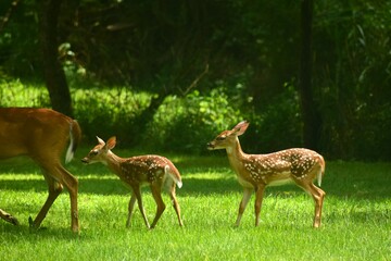 Mama deer with two babies. Cute deer family. Mother's Day.  Landscape with deer.