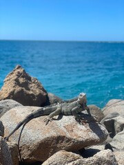 iguana on the rock