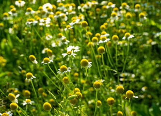 Medicinal chamomile, Matricaria chamomilla L. 
This is a medicinal plant. Used in alternative medicine.