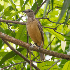 Fawn breasted bowerbird 