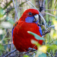 Crimson Rosella 