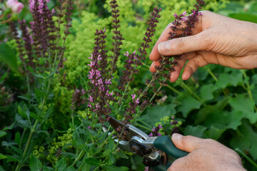 Closeup woman's hands cutting down faded Salvia blooms in a summer perennial garden
