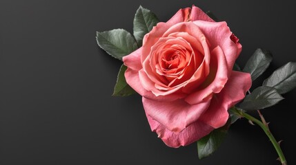 Fototapeta premium Pink rose flowers on various backgrounds with detailed retouching.