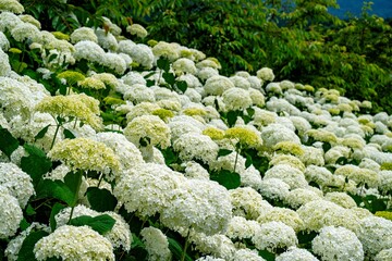 八面山のアナベル