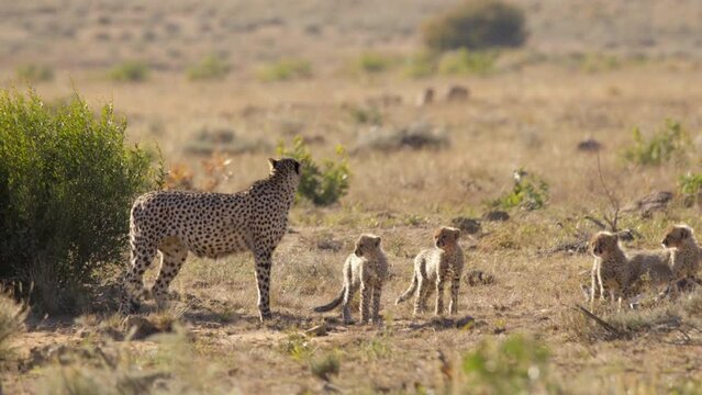  Cheetah Mother With Her Cubs Nervously Look and Walk Off as Predator Approaches