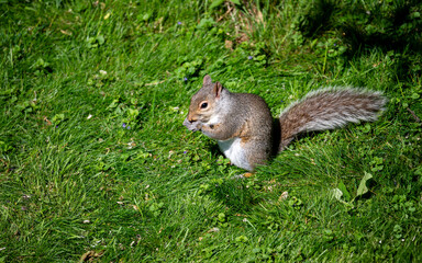 squirrel eating nut