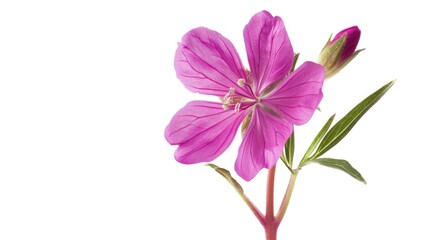 Purple flower in vase