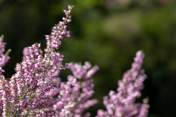 Fototapeta premium Close up of common heather (calluna vulgaris) in bloom