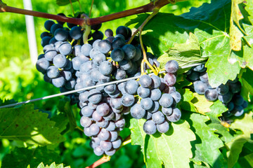 Large bunche of red wine grapes in vineyard.